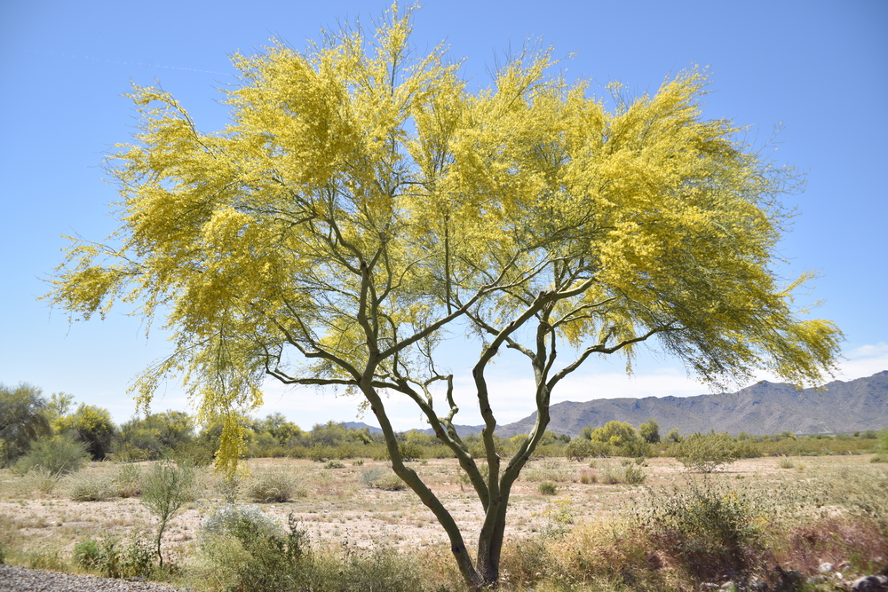 Palo Verde tree with empty desert landscape in the background