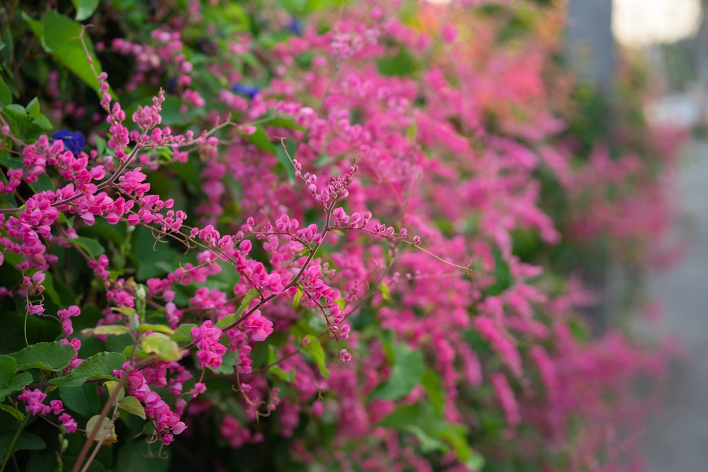 Coral vine with bunches of pink flowers