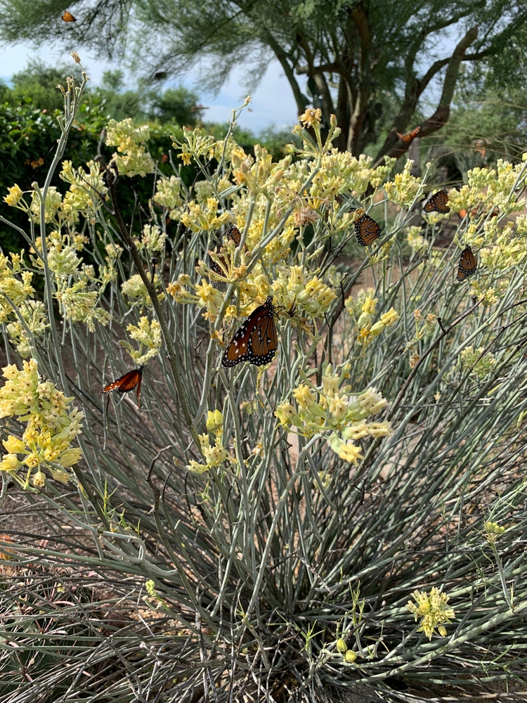 Desert milkweed bush full of monarch butterflies